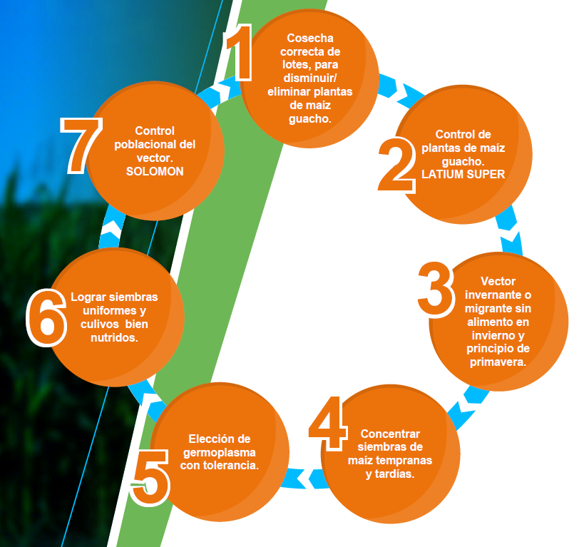 Diagrama Manejo Integrado del Achaparramiento de Maíz